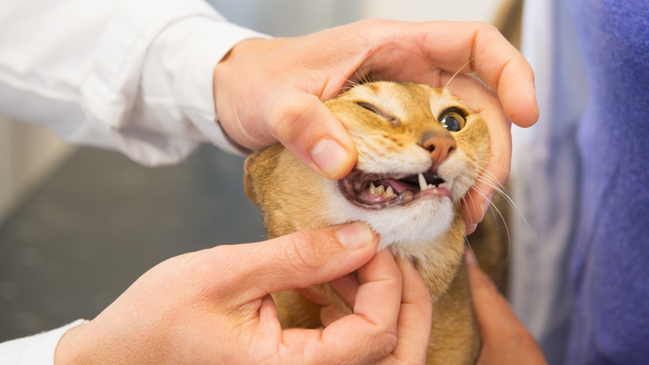 Animal Bites Treatment In Dallas