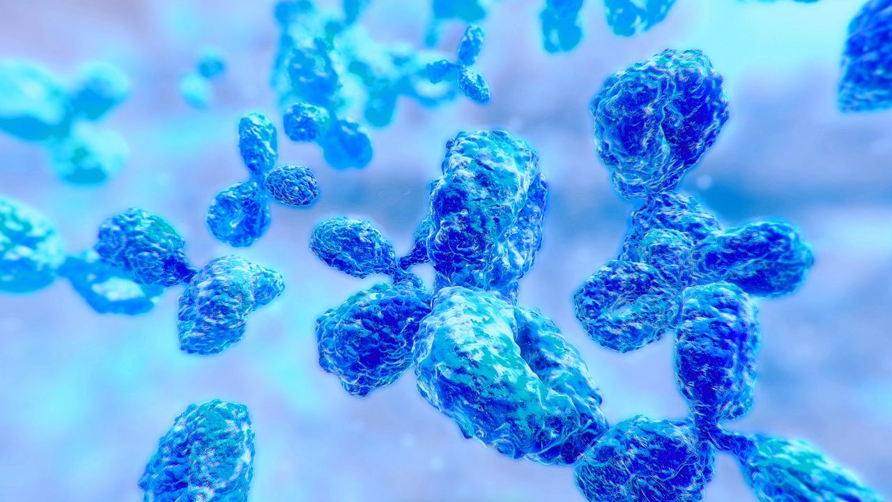 Antibodies