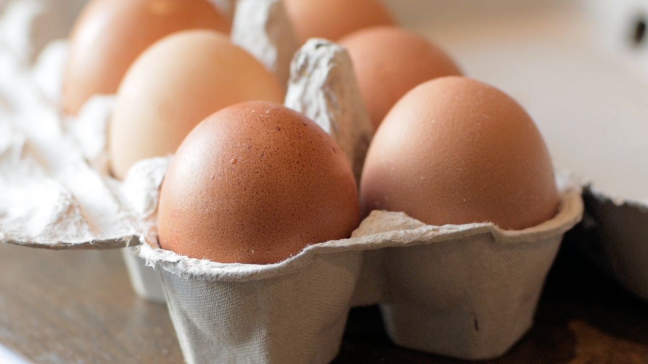 Egg Allergy