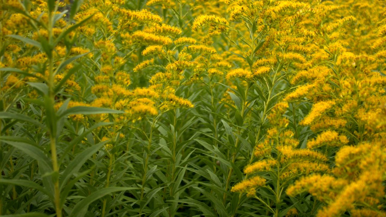 Hay Fever (Allergic Rhinitis)