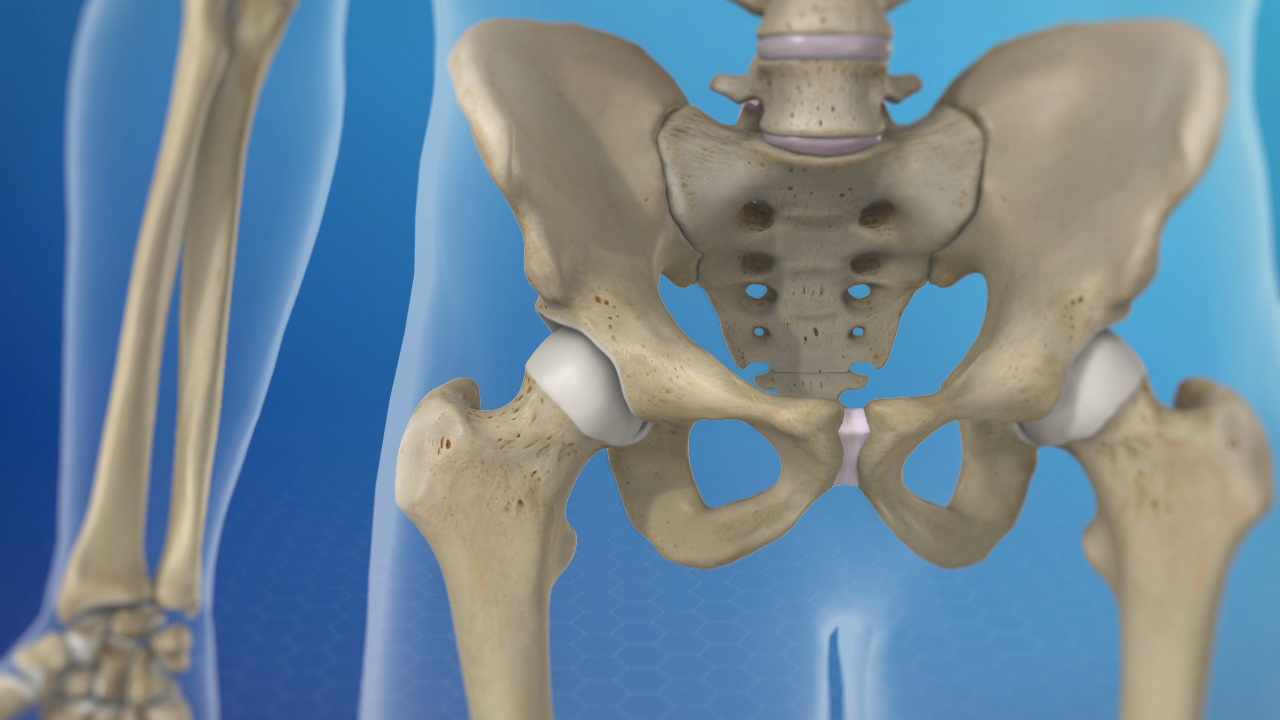 ball and joint socket joints in the human body