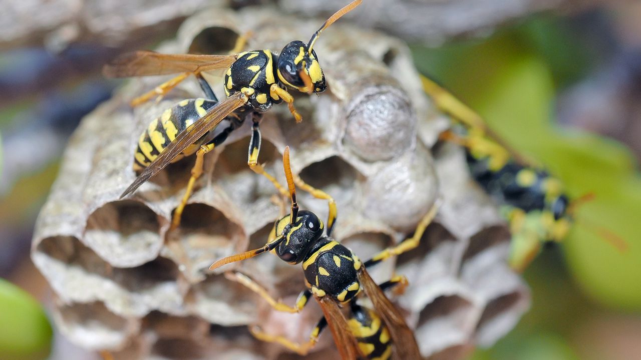 Insect Stings in Children