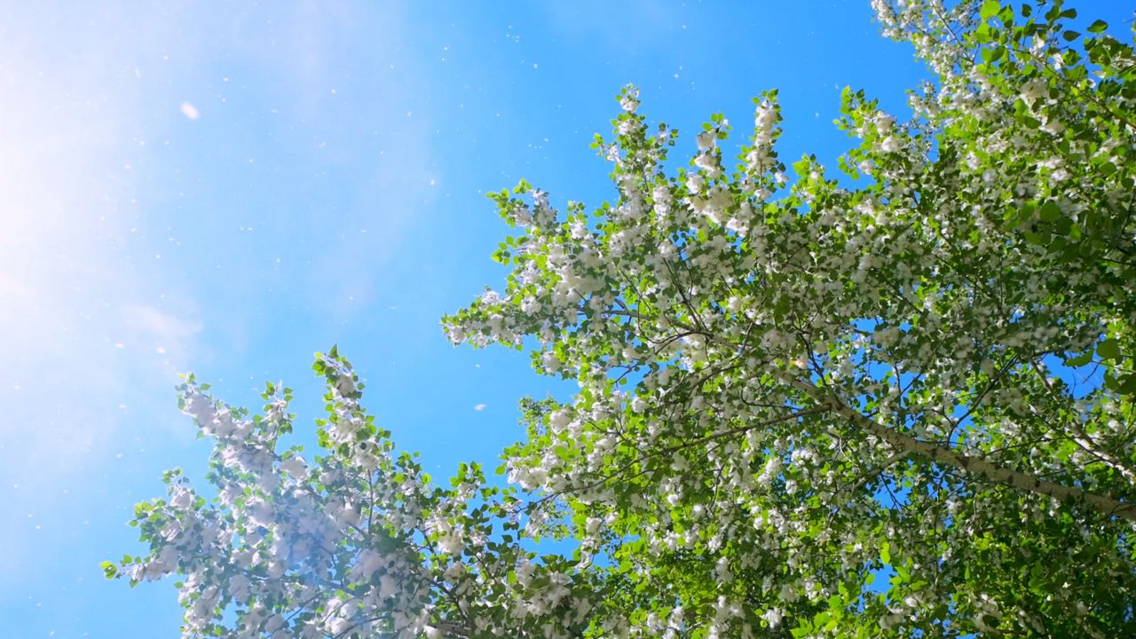 Living With Seasonal Allergies