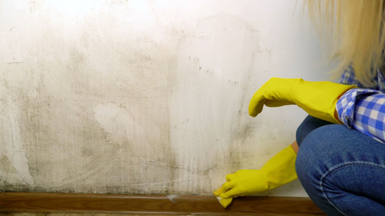 Mold Allergy