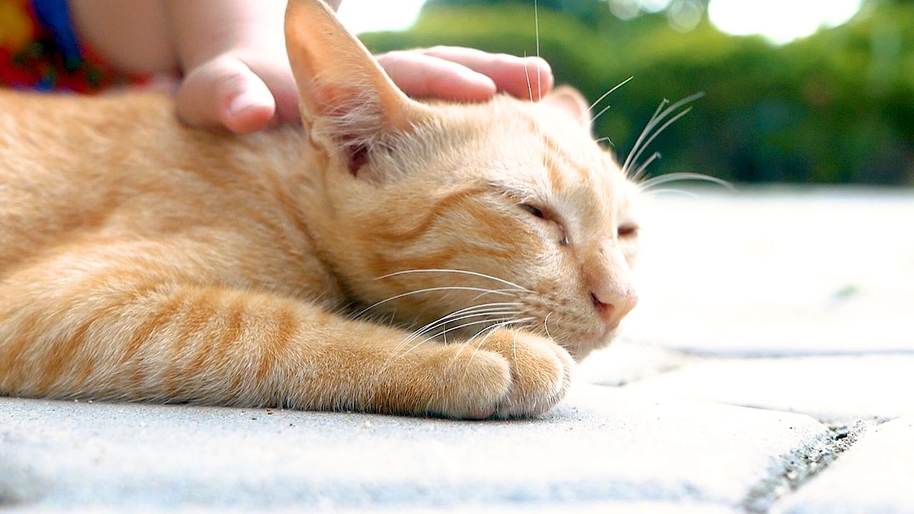 Pet Allergy