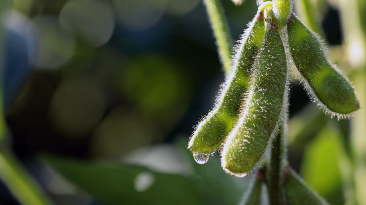 Soy Allergy